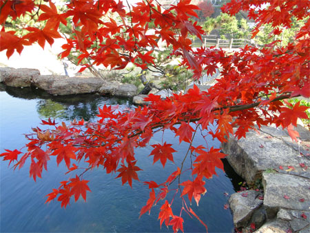 紅葉