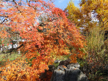 好古園「流れの平庭」紅葉