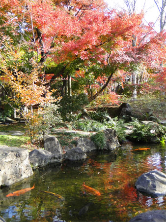 好古園「夏木の庭」紅葉