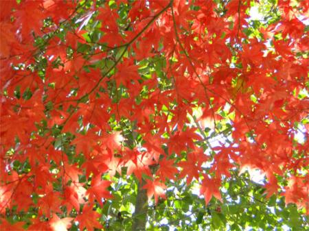 紅葉