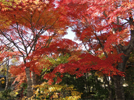 好古園「夏木の庭」紅葉