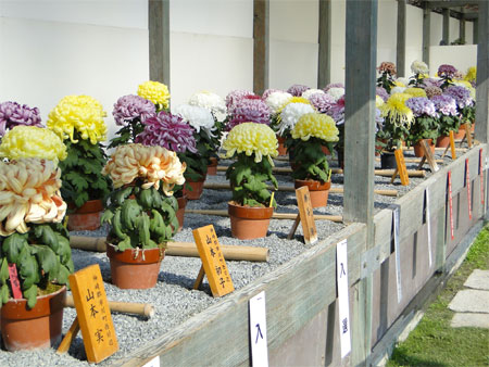菊花展