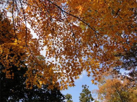 紅葉
