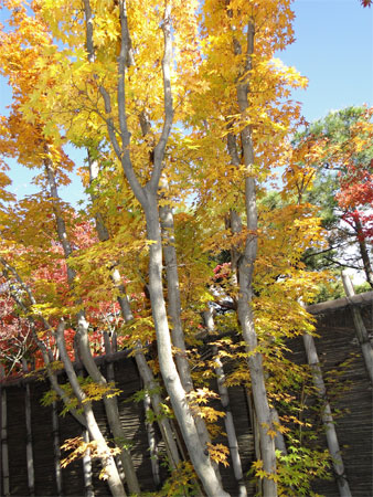 好古園「夏木の庭」紅葉