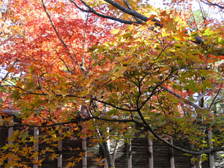 好古園「夏木の庭」紅葉