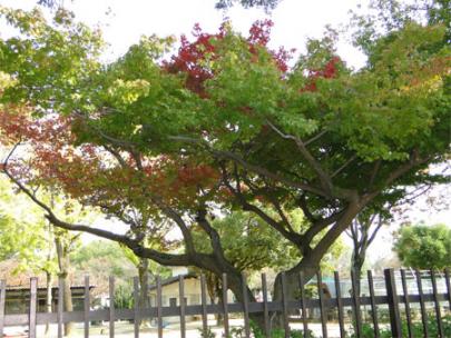 紅葉