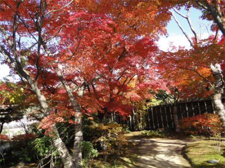 好古園「夏木の庭」紅葉