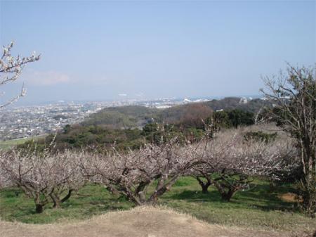 綾部山梅林