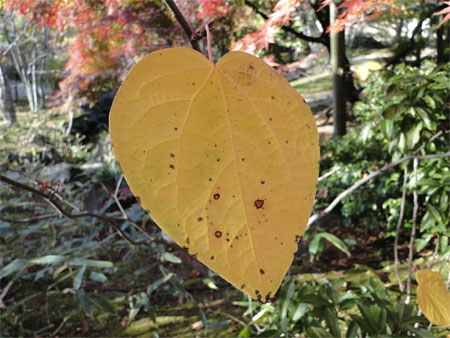 好古園「夏木の庭」紅葉