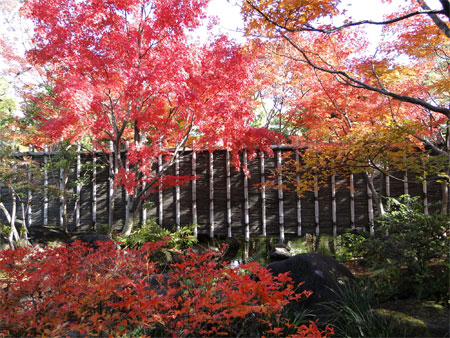 好古園「夏木の庭」紅葉