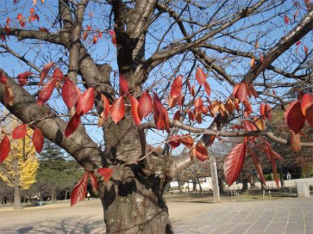 桜、紅葉