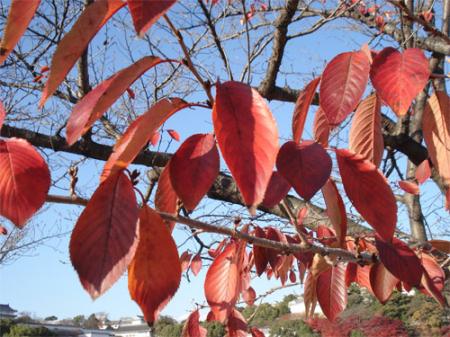 桜、紅葉