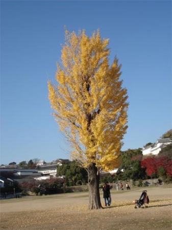 銀杏