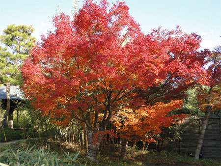 好古園「竹の庭」紅葉