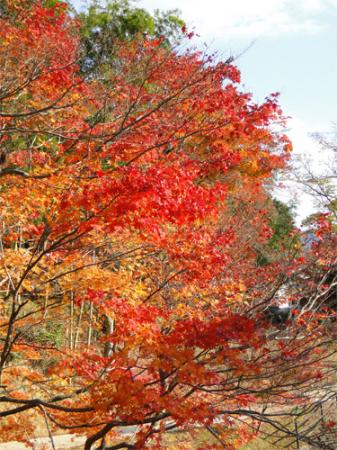 紅葉