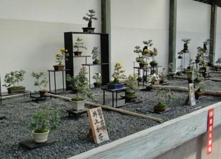 菊花展