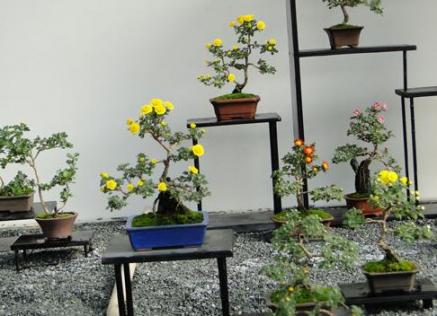 菊花展