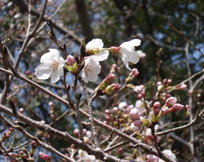 桜