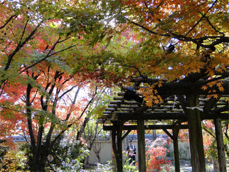 好古園「夏木の庭」紅葉