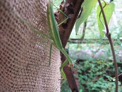 カマキリ