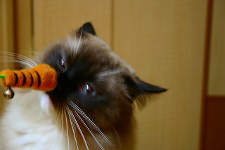 IMG_1054.jpg