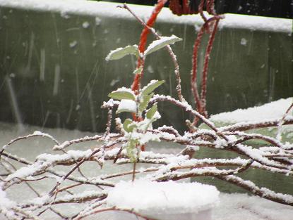 雪化粧♪