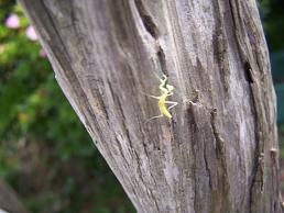 カマキリ３