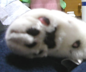 5-21-6-hige-mame.jpg