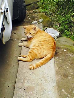 5-21-9 tora.jpg