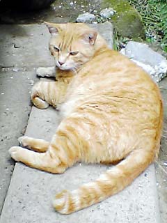 5-21-10 tora.jpg