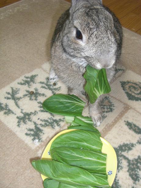 ひさしぶりのはっぱ