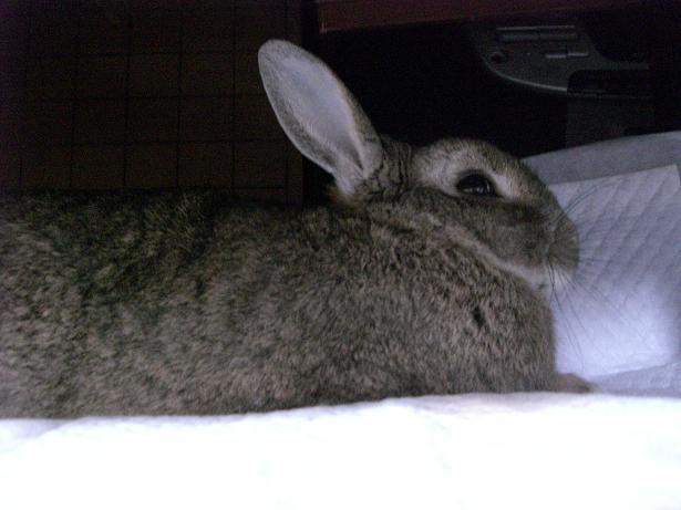 ぴくっ！！なんかご用？