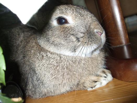 今日はカピパラ