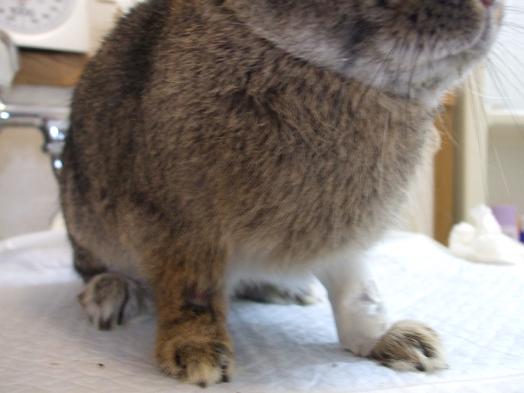 いたい、いたい