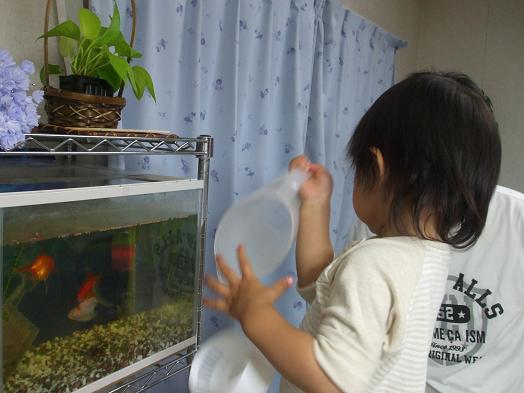 ちんぎょ、えちゃ！