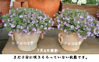 シフォンブルー　7月4日撮影
