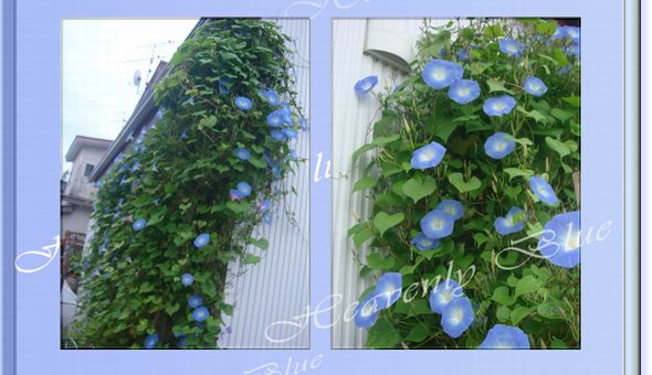 ヘブンリーブルー２