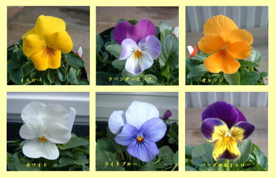 フルーナシリーズのビオラ