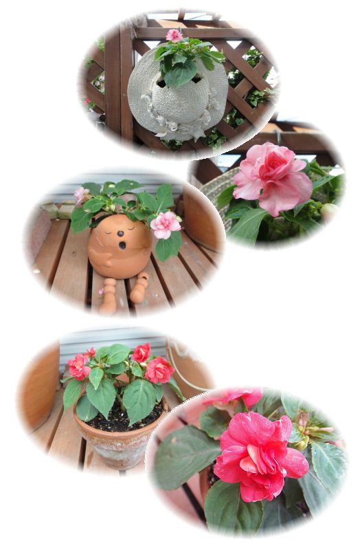 フィエスタの挿し芽株