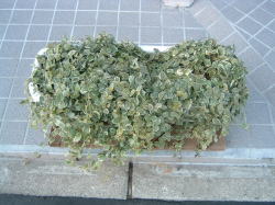 ビンカ・マジョール