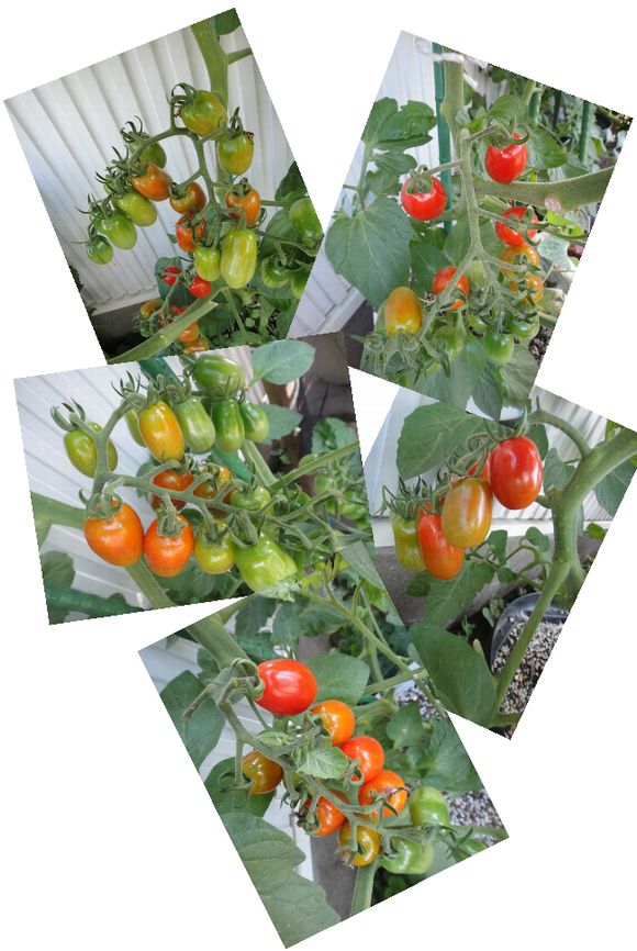 赤いトマトの様子