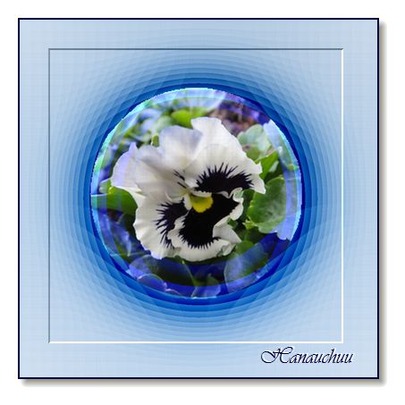 フリズルシズルホワイト(パンジー)