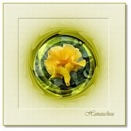 フリズルシズルオレンジ(パンジー)