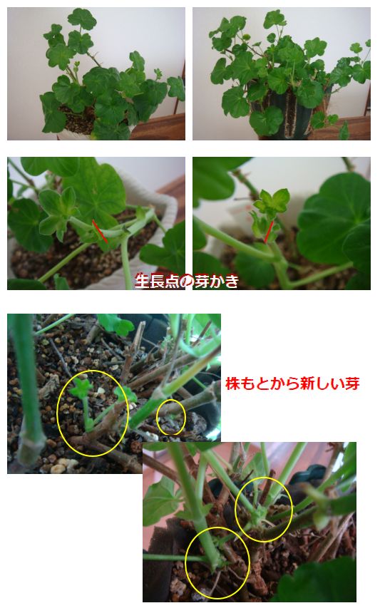 アイビーゼラニウムのソフトピンチ