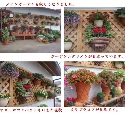 我が家のメインガーデン