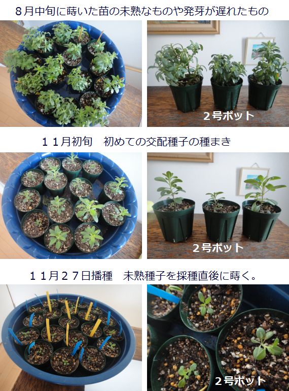 播種時期の違いとカリブラコアの成長の様子