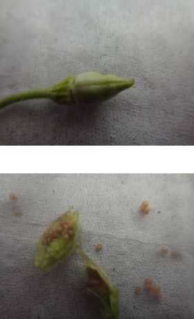 カリブラコアの莢と種の様子