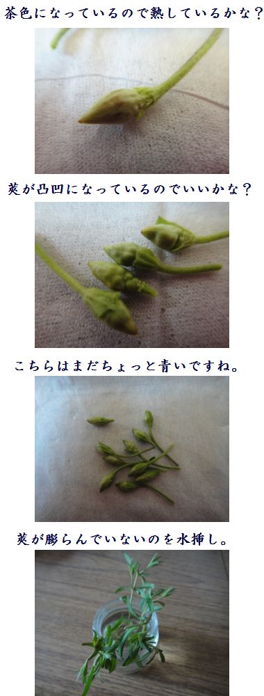 カリブラコアの莢を採取