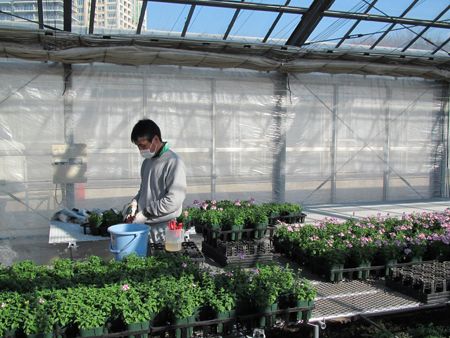 千葉大学花卉苗生産ブログからの画像