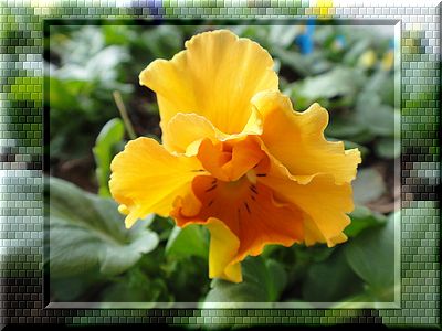 フリズルシズルオレンジ